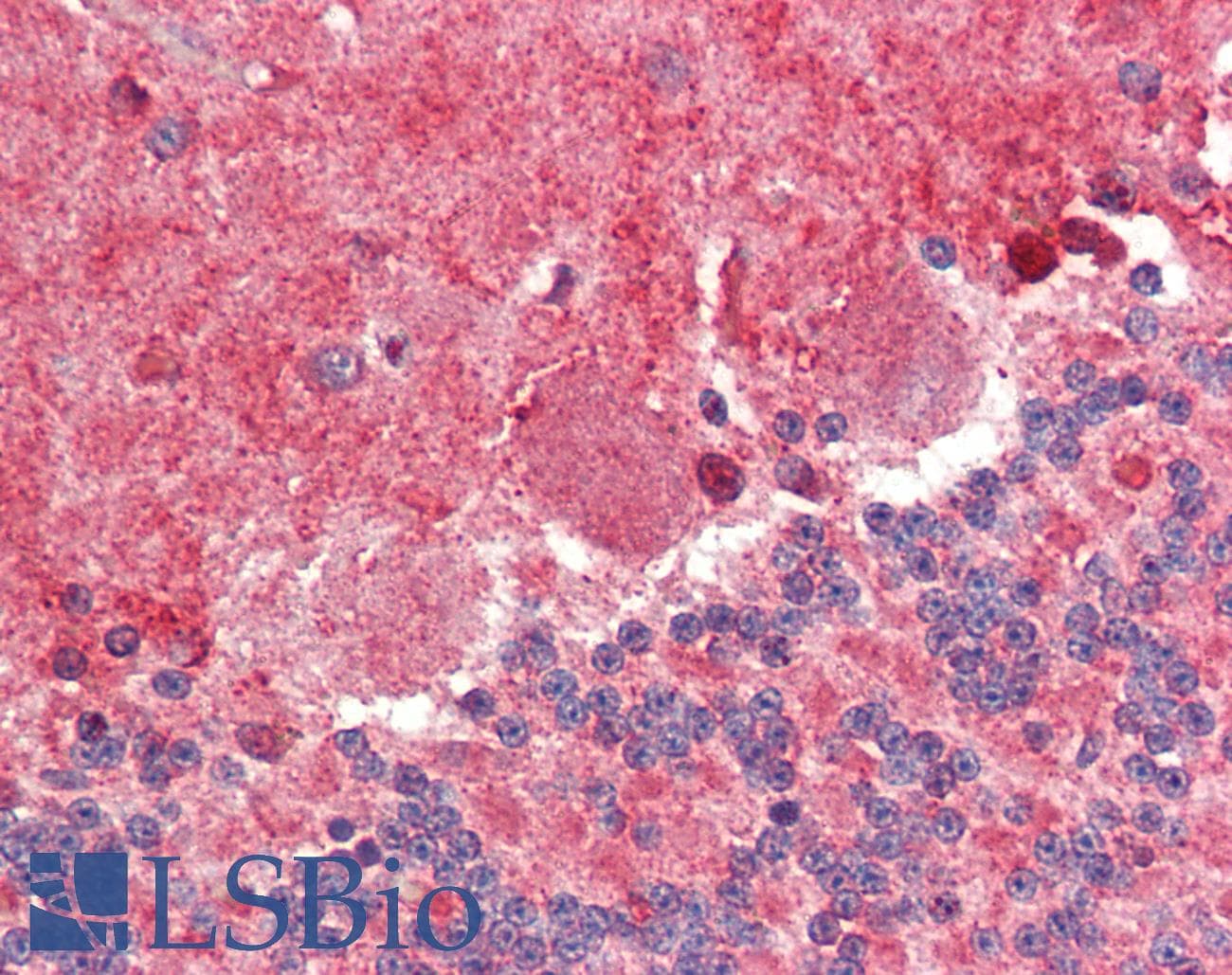 IHC-plus™ FABP7 / BLBP / MRG Antibody (aa101-111)
