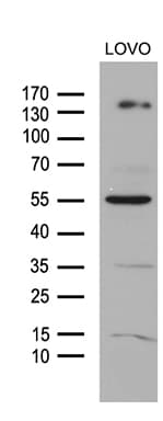 Monoclonal Mouse anti-Human NCOA7 Antibody (clone OTI2E12, Carrier-free, WB)