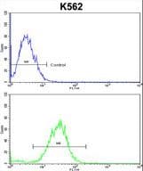CDC5 / CDC5L Antibody (aa187-213)