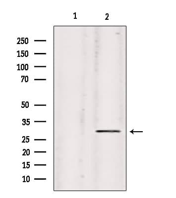 COL9A2 Antibody