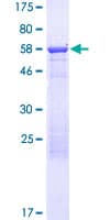 Human GOLGA6L9 Protein (Recombinant GST)