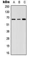 GNL3L Antibody (Internal)