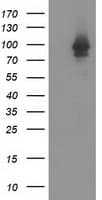 IHC-plus™ STAT5A Antibody (clone 4E7)
