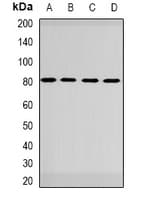 GBE1 Antibody