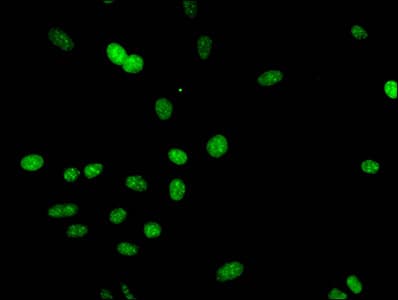HIST1H3A Antibody
