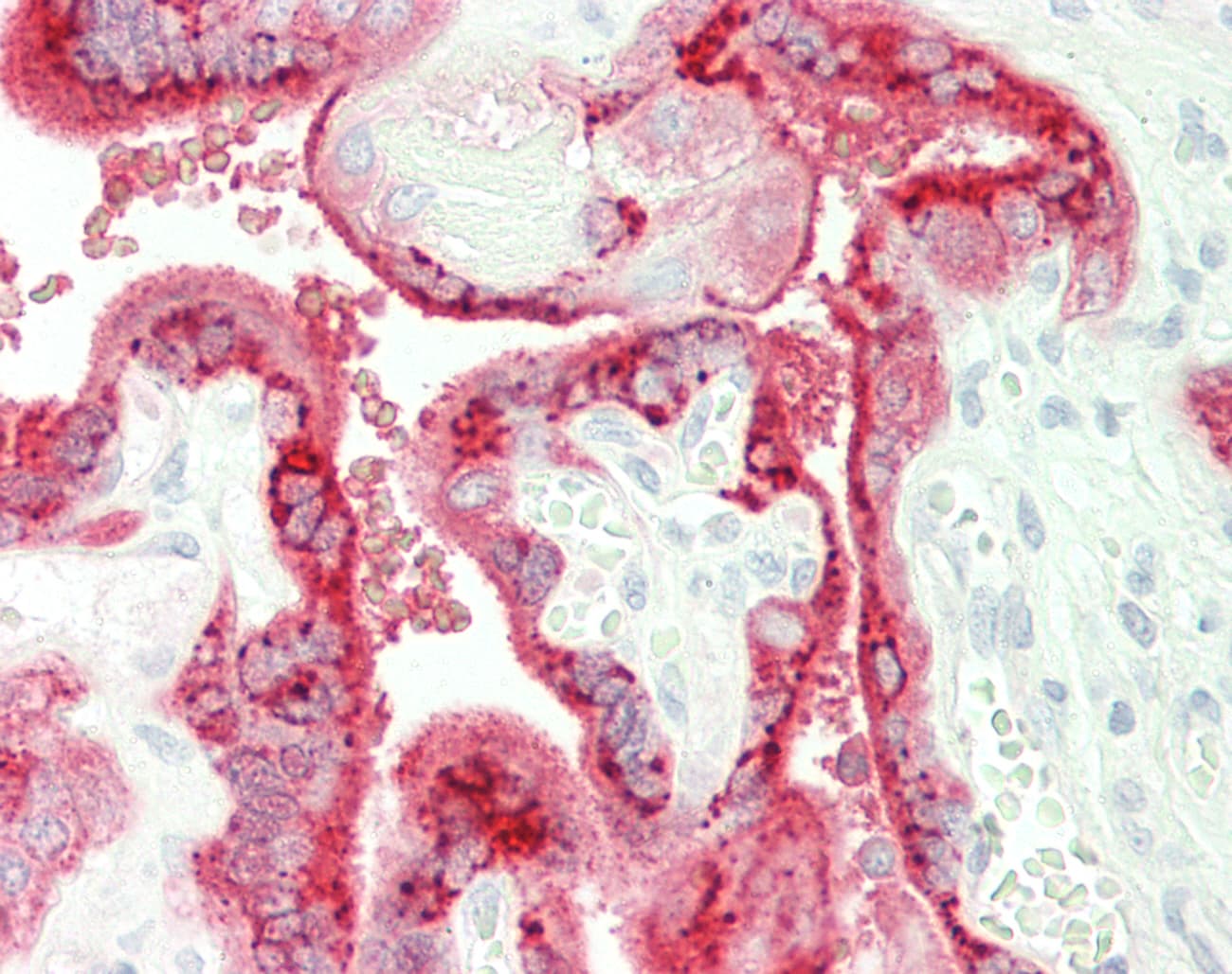 CSHL1 / CSH-Like 1 Antibody (C-Terminus)