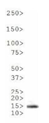 HIST4H4 Antibody (Me-Lys20)
