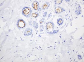 Monoclonal Mouse anti-Human EMA / MUC1 Antibody (clone OTI4A5, IHC, IF, WB)