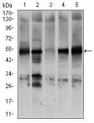 NR6A1 / GCNF Antibody (Amino Acid: 65-118, clone 4G8)
