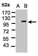 IPO13 / LGL2 Antibody (aa901-963)