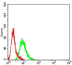 Monoclonal Mouse anti-Human AML1 / RUNX1 Antibody (clone 6C12A5, WB)