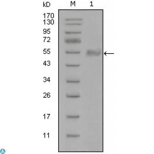 SYT1 / Synaptotagmin Antibody