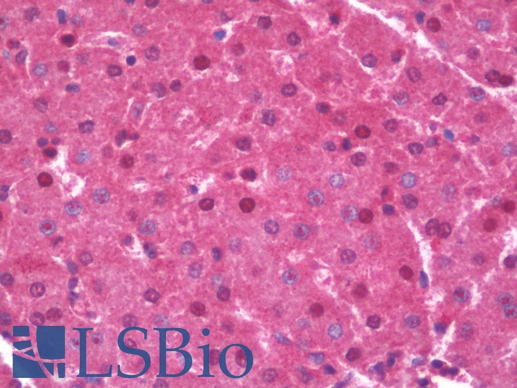 SLC16A14 / MCT14 Antibody (aa131-180)