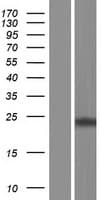 Human MRO Protein (Over-Expression Lysate Myc-DDK (Flag))
