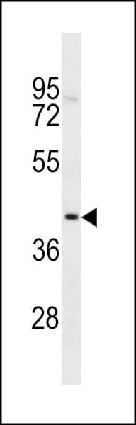TOX2 Antibody (aa286-312)