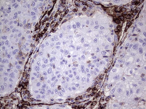 PECAM-1 / CD31 Antibody (clone UMAB164)