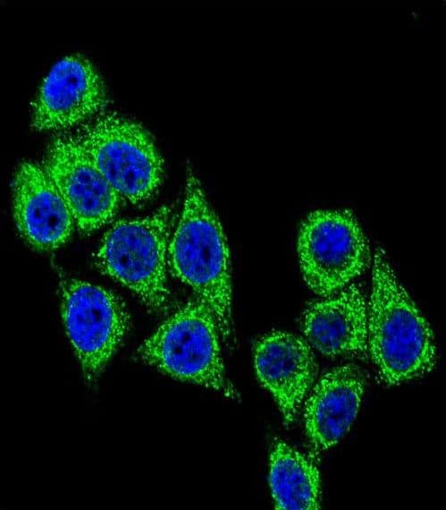 CD38 Antibody (aa241-270)