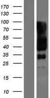SLC6A17 Protein (Over-Expression Lysate Myc-DDK (Flag))