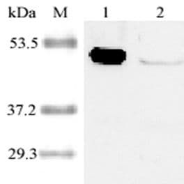 IDO1 / IDO Antibody