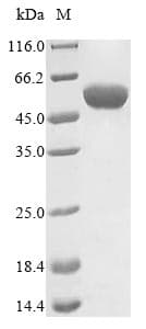 Campylobacter jejuni flaA Protein (Recombinant)