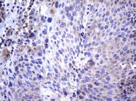WNT3 Antibody (aa128-355, clone OTI1C5)