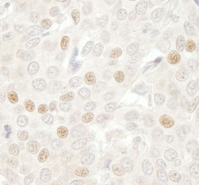 CDC20 Antibody (aa50-100)