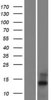 Human C20orf202 Protein (Over-Expression Lysate Myc-DDK (Flag))