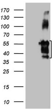 Monoclonal Mouse anti-Human FBLIM1 / Migfilin Antibody (clone OTI3G1, Carrier-free, aa1-242, WB)