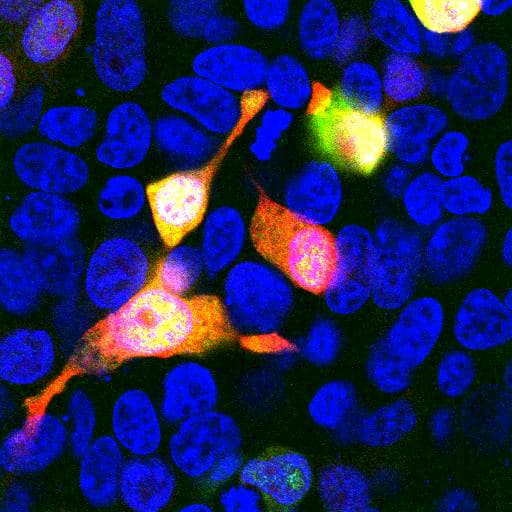 mCherry Antibody (clone 1C51)