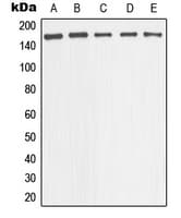 NOS1 / nNOS Antibody (Internal)