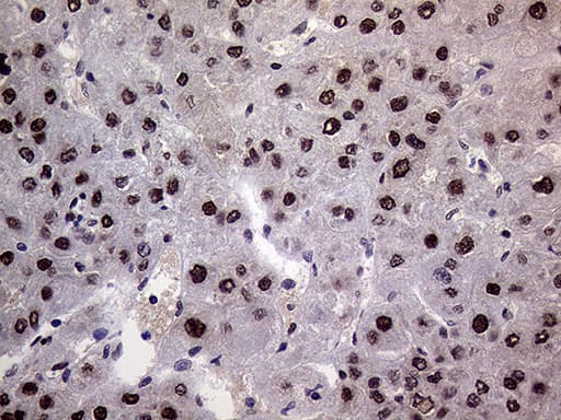 RING1 Antibody (aa88-362, clone OTI3G7)