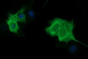 TUBB1 / Tubulin Beta 1 Antibody (clone OTI1G5, Carrier-free)