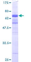 Human WDR77 / MEP50 Protein (Recombinant GST)