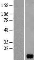 E-FABP / FABP5 Protein (Over-Expression Lysate Myc-DDK (Flag))