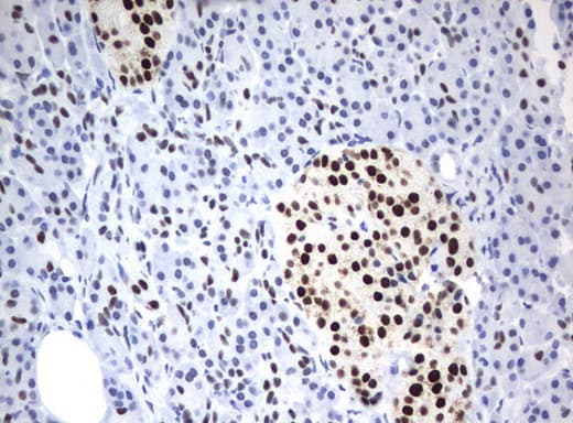 ZSCAN18 / ZNF447 Antibody (clone UMAB114, Carrier-free)