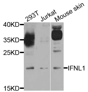 IFNL1 / IL29 Antibody