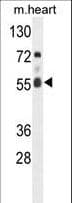 FASTK / FAST Antibody (aa519-549)