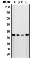 PTEN Antibody (C-Terminus)