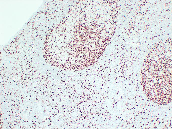 MCM2 Antibody (clone ABT-MCM2)