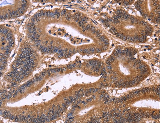 CDC37L1 Antibody