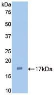 IL1A / IL-1 Alpha Antibody (aa132-267, Biotin)