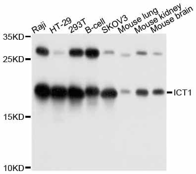 ICT1 / DS1 Antibody