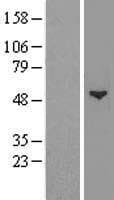 GCNT1 / C2GNT Protein (Over-Expression Lysate Myc-DDK (Flag))