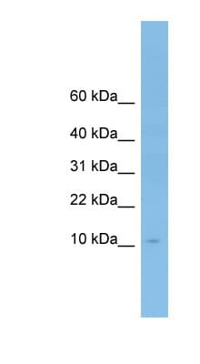 Apolipoprotein A-II Antibody (N-Terminus)
