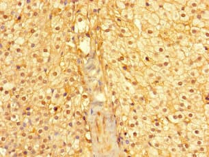 CYB5R1 Antibody