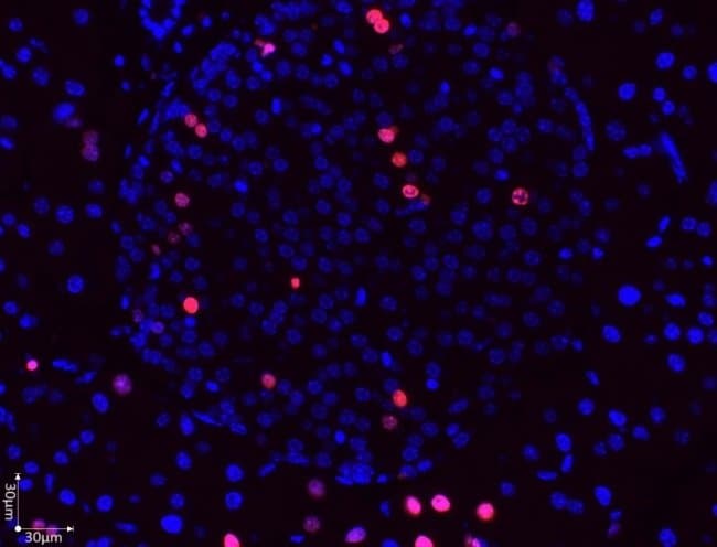 BrdU Antibody