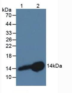 CSTB / Cystatin B / Stefin B Antibody