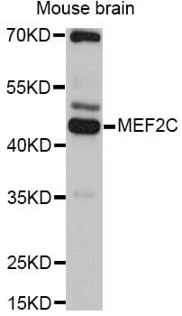 MEF2C Antibody
