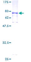 Human SLC38A2 / SNAT2 Protein (Recombinant GST)