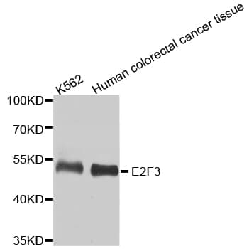 E2F3 Antibody